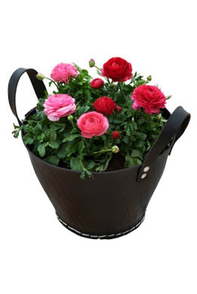 Persian Buttercup Planters Persian Buttercup Planters